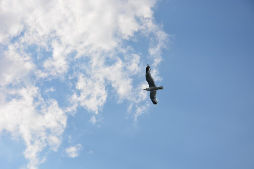 DSC_0039