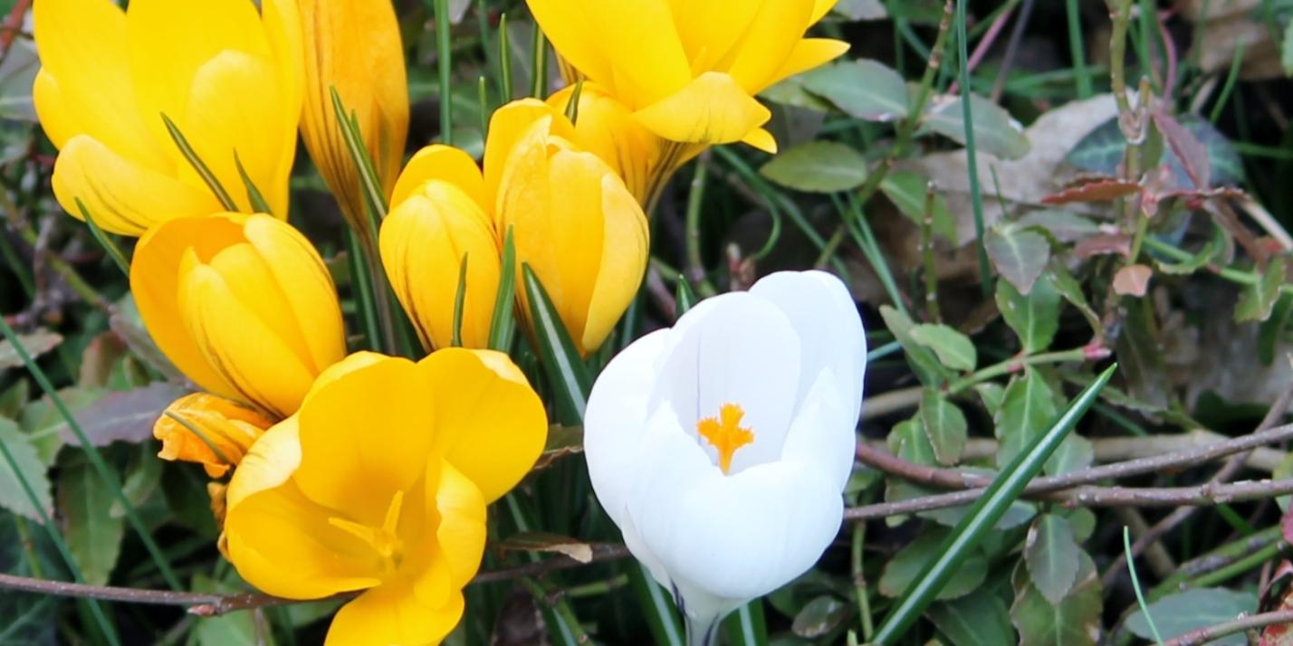Krokusse - Kopie