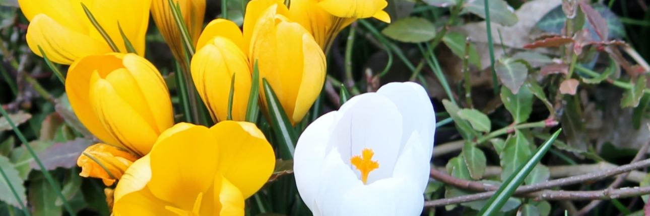 Krokusse - Kopie