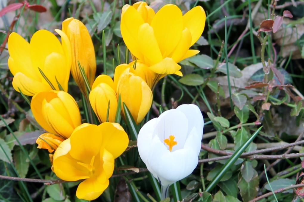 Krokusse - Kopie