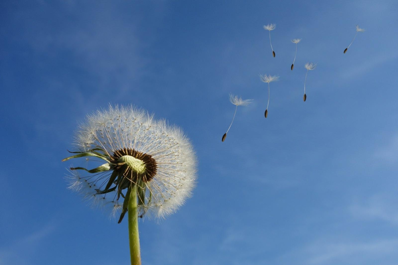 Pusteblume 2