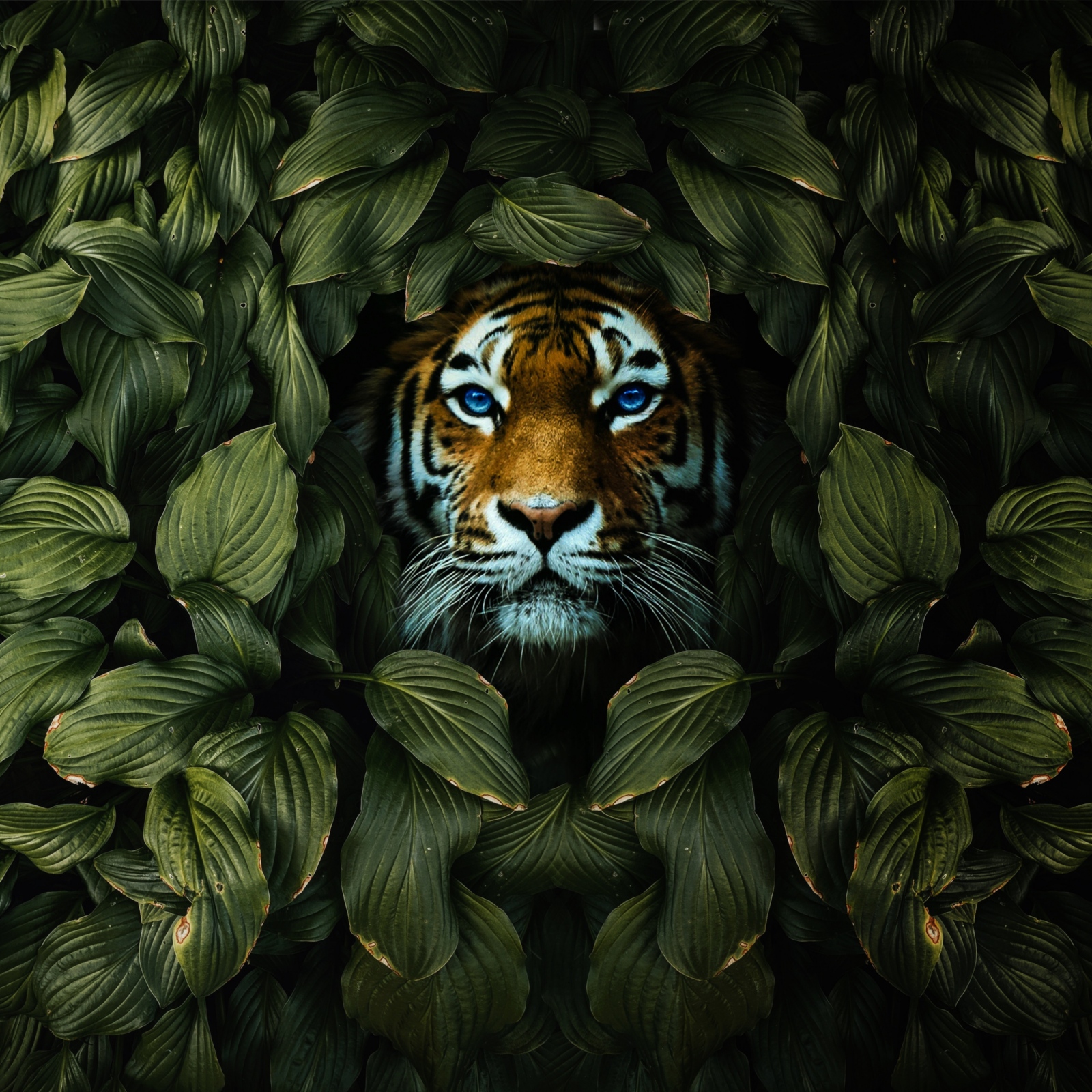 tiger-8436227